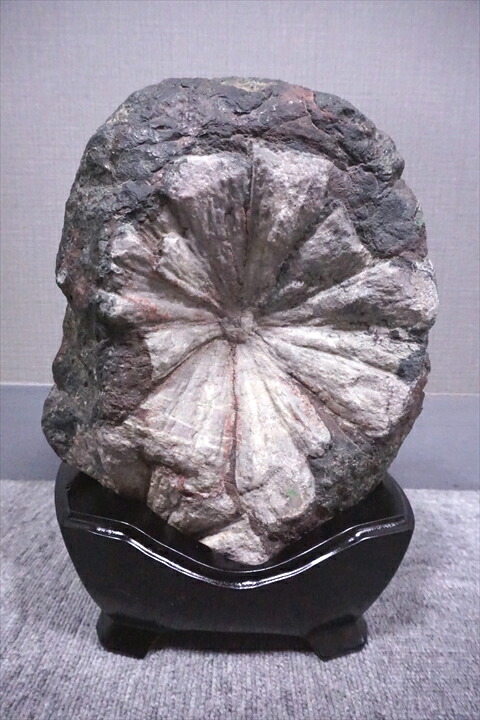 楽天市場】根尾谷菊花石 岐阜県根尾谷産 : ギャラリーメイスン