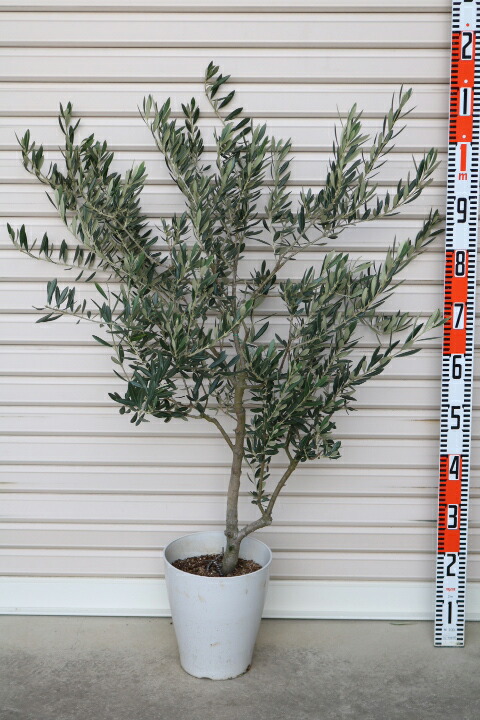 楽天市場】【バロウニ】3年生苗 7号鉢オリーブT[花木苗木・常緑樹