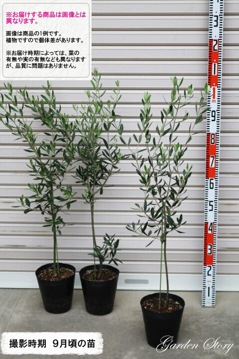 楽天市場】【タラスコア】3年生苗 6号ポットオリーブ[たらすこあ