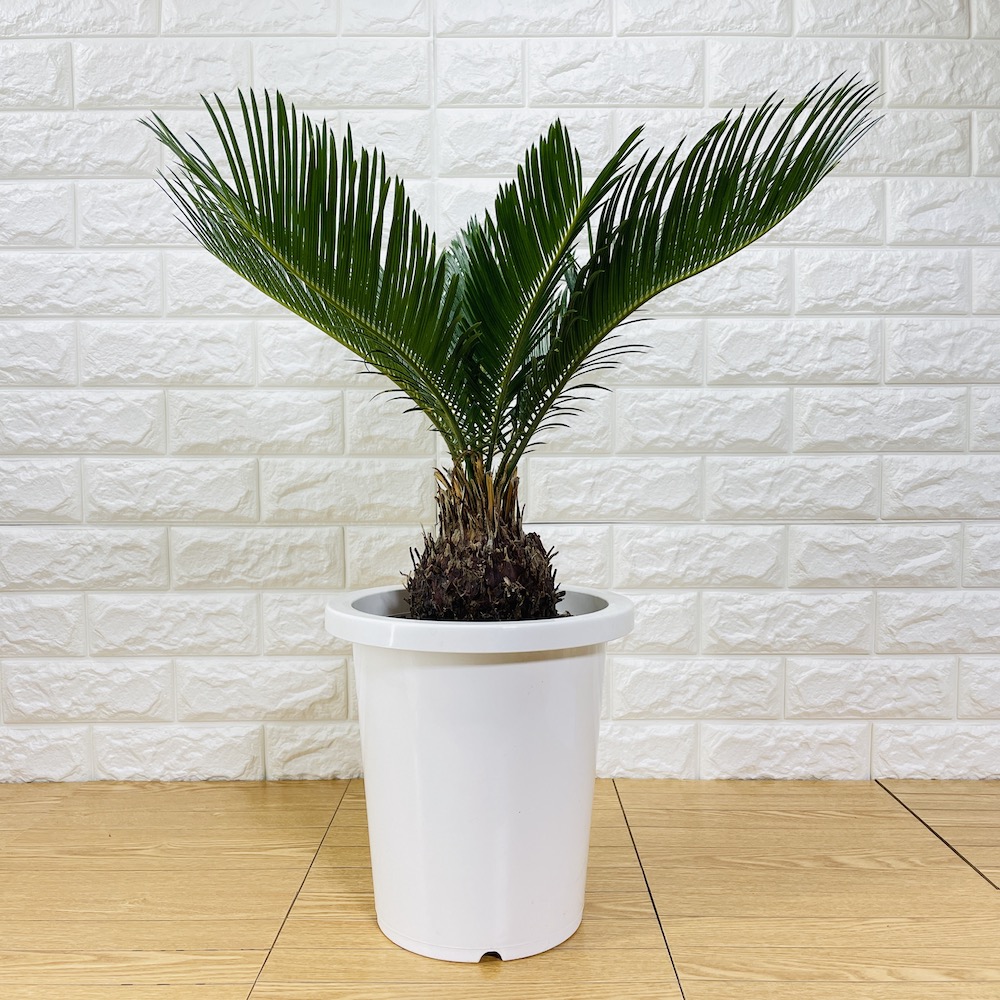 楽天市場】ソテツ 蘇鉄 8号鉢 庭木 記念樹 シンボルツリー 観葉植物