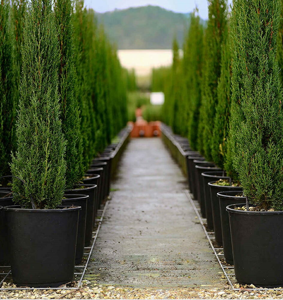 楽天市場】超大型 ナーセリーポット RP140（直径140φ117xH88cm