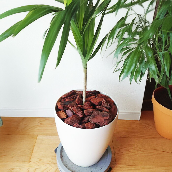 楽天市場】デコレーションバーク 充填時50L/袋 4L/袋 1L サイズ S・M