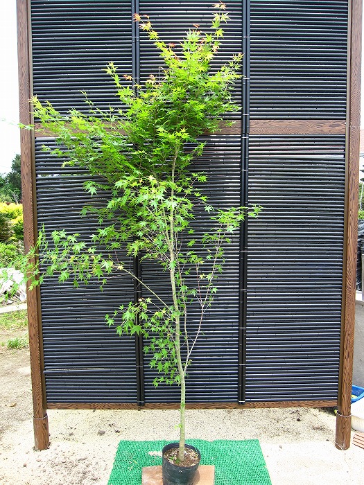 楽天市場】【自然美】イロハモミジ 単木 樹高2.0m前後 露地苗 【剪定