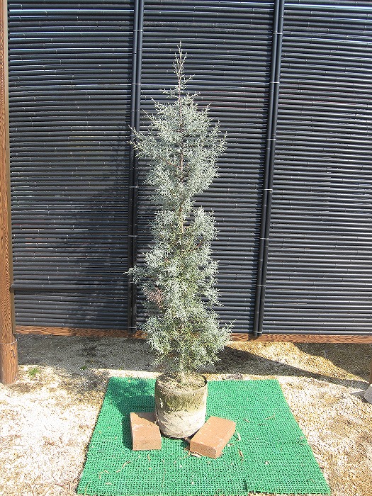 楽天市場】ブルーアイス 樹高1.2m前後 露地苗 シンボルツリー 常緑樹