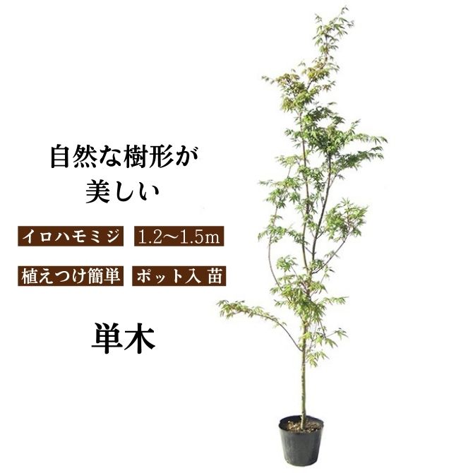 楽天市場】【まとめ買いお得】イロハモミジ 単木 樹高1.2〜1.5m前後