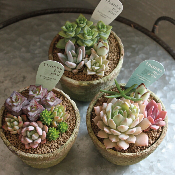 楽天市場】【SS限定☆エントリーで＋P10倍＆MAX15％OFFクーポン