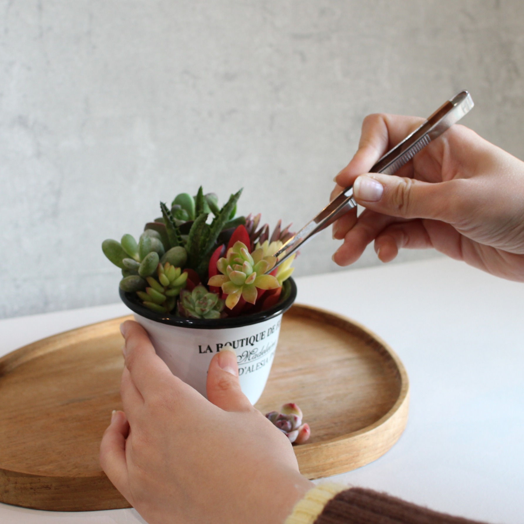 楽天市場】【SS限定☆エントリーで＋P10倍＆MAX15％OFFクーポン】多肉