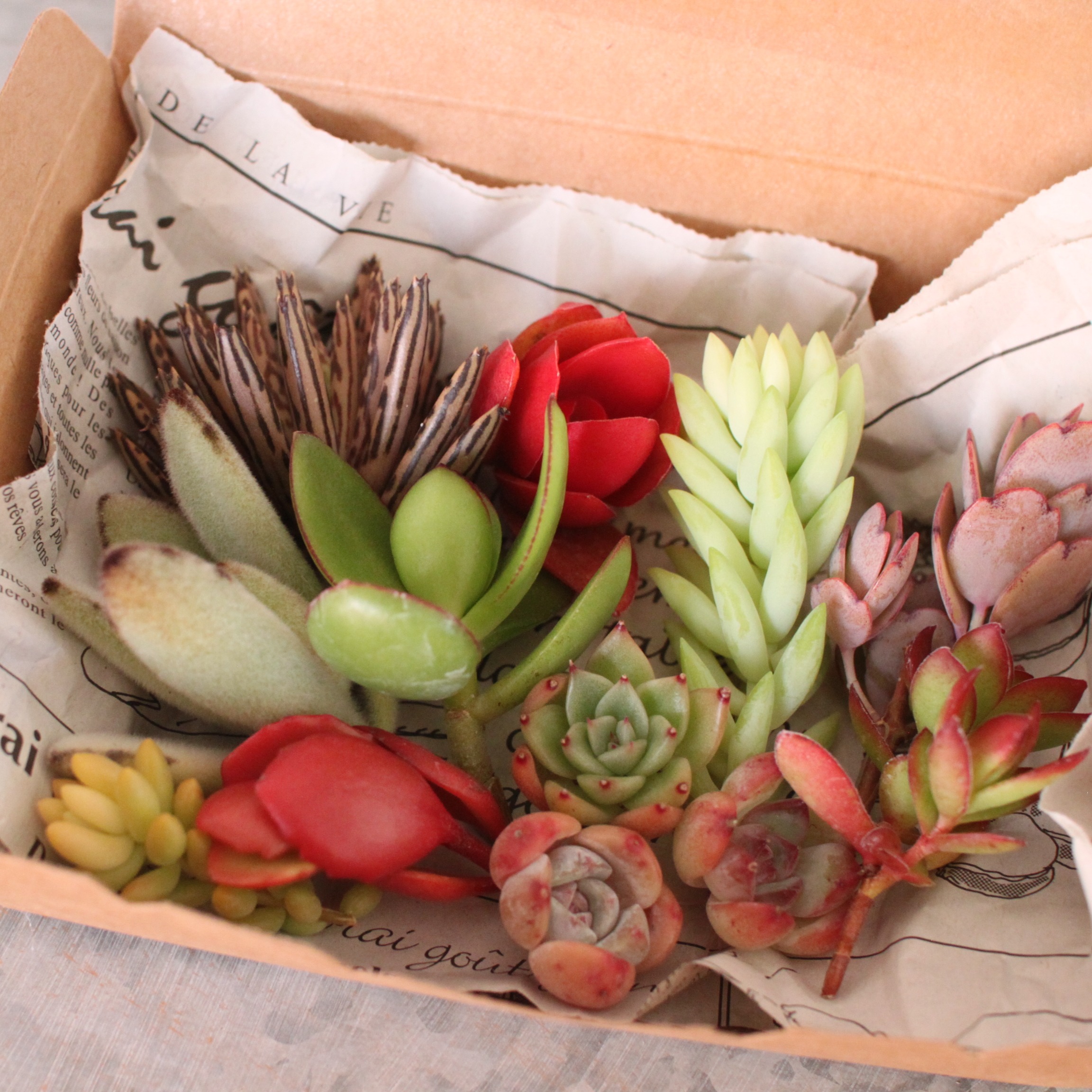 楽天市場】【SS限定☆エントリーで＋P10倍＆MAX15％OFFクーポン】多肉