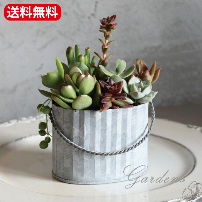 楽天市場】【SS限定☆エントリーで＋P10倍＆MAX15％OFFクーポン】多肉