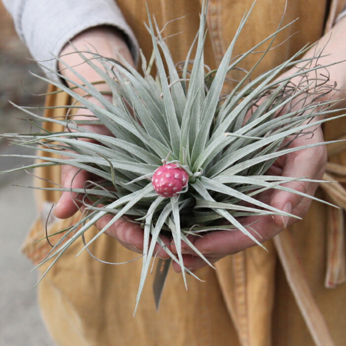 楽天市場】チランジア・コットンキャンディ ヒューストン 大 エア