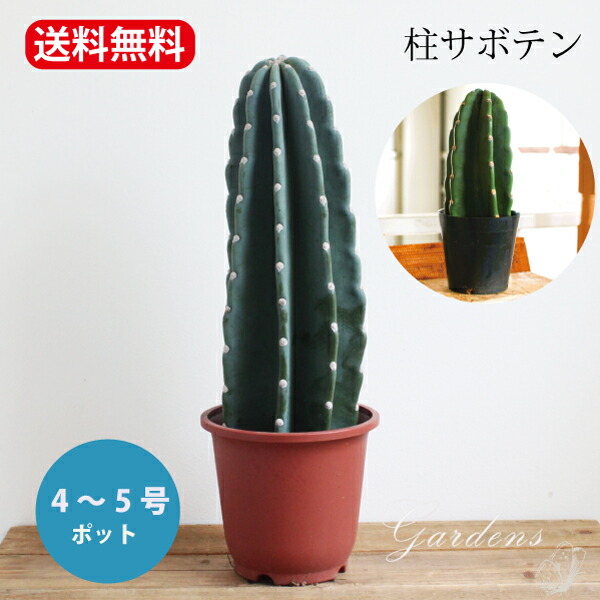 楽天市場】【SS限定☆エントリーで＋P10倍＆MAX15％OFFクーポン】柱