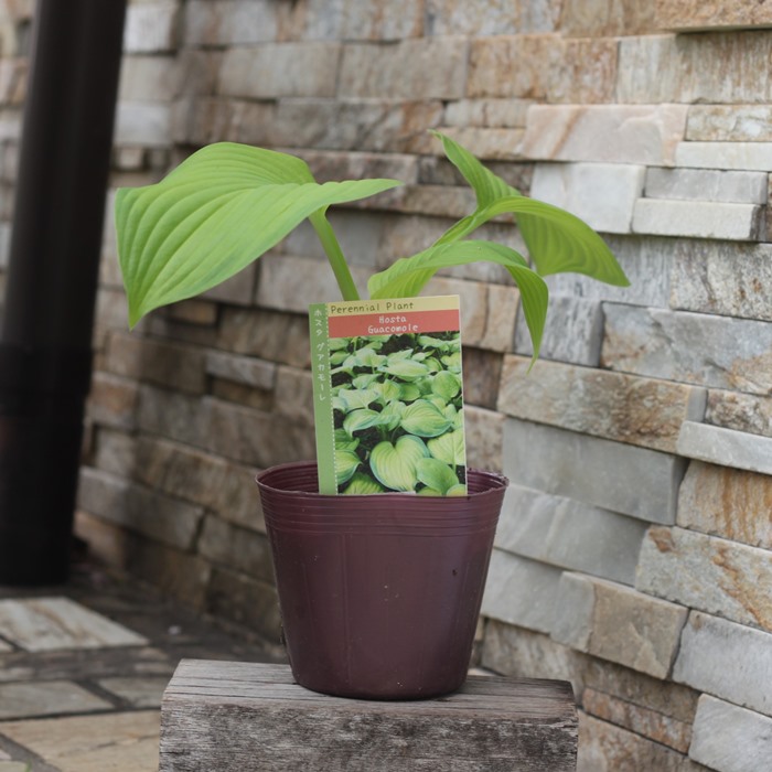 楽天市場】【SS限定☆エントリーで＋P10倍＆MAX15％OFFクーポン