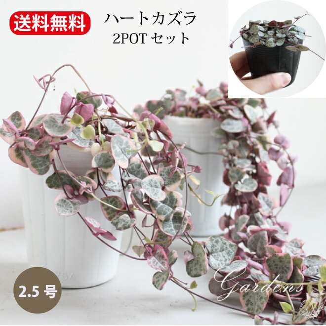 楽天市場】【SS限定☆エントリーで＋P10倍＆MAX15％OFFクーポン