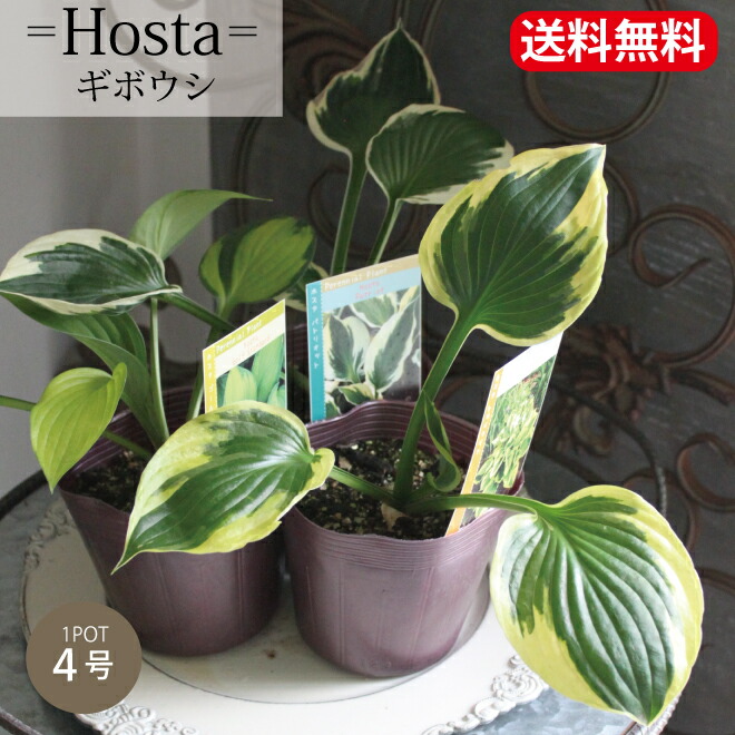 楽天市場】【SS限定☆エントリーで＋P10倍＆MAX15％OFFクーポン