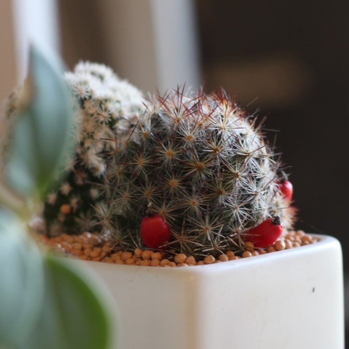 楽天市場】【SS限定☆エントリーで＋P10倍＆MAX15％OFFクーポン