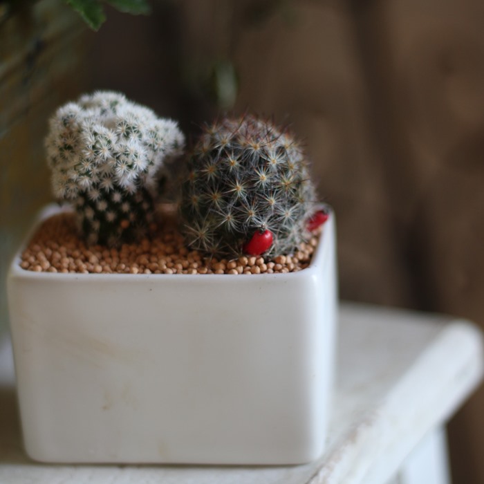 楽天市場】【SS限定☆エントリーで＋P10倍＆MAX15％OFFクーポン