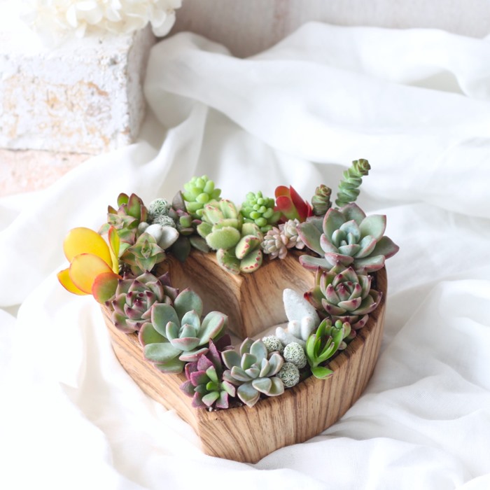 楽天市場】【SS限定☆エントリーで＋P10倍＆MAX15％OFFクーポン】多肉