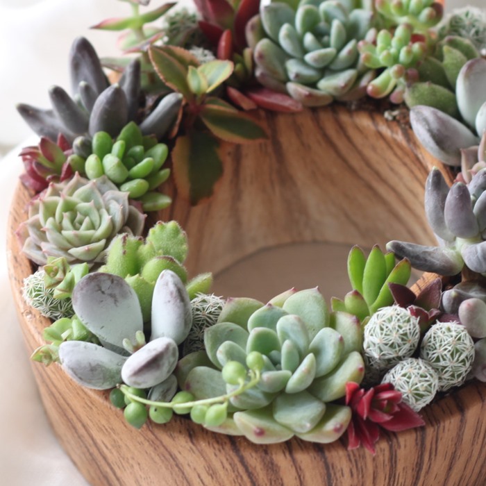 楽天市場】【SS限定☆エントリーで＋P10倍＆MAX15％OFFクーポン】多肉