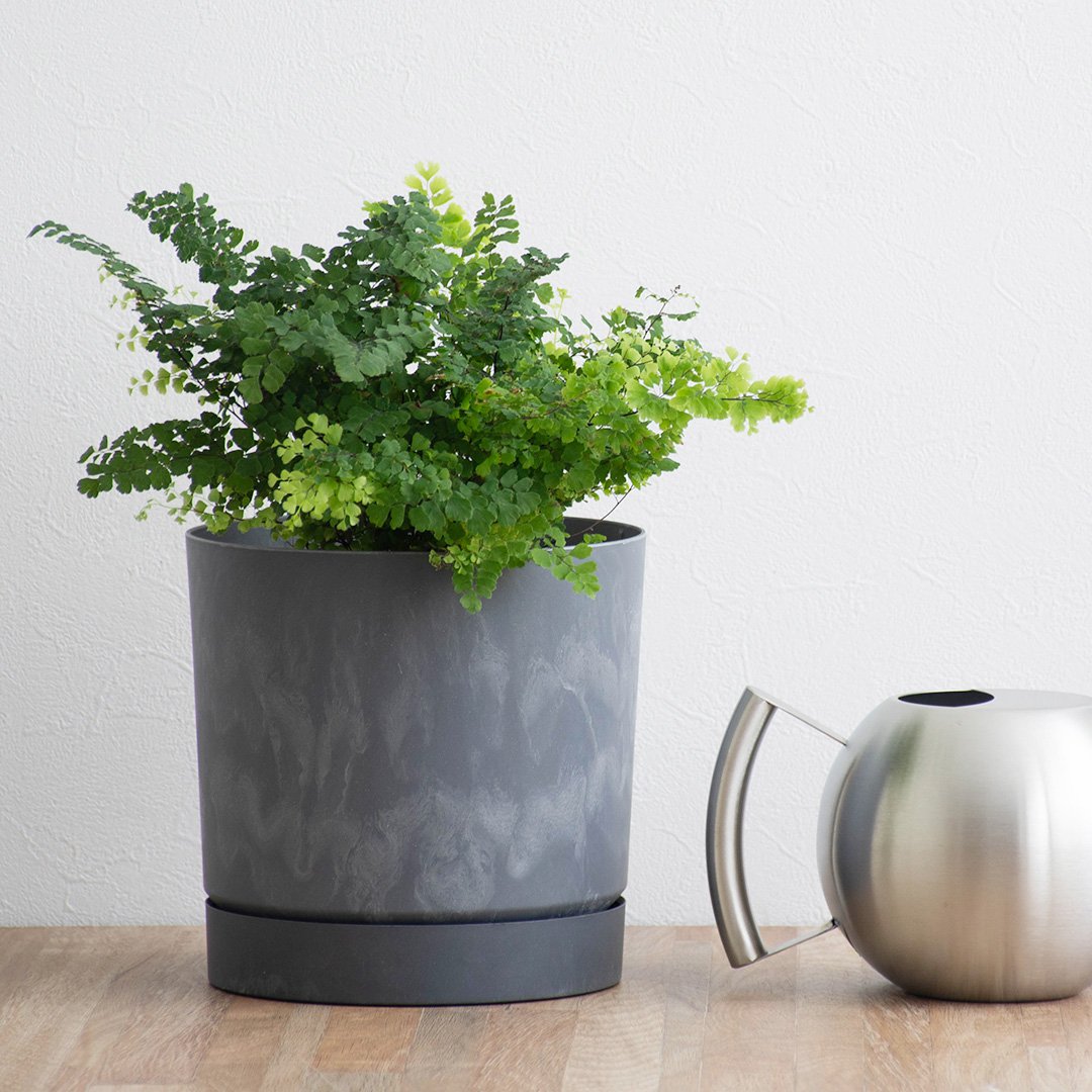 楽天市場】ポーランド製植木鉢 受け皿付き プロスパー トゥーボ B 18cm