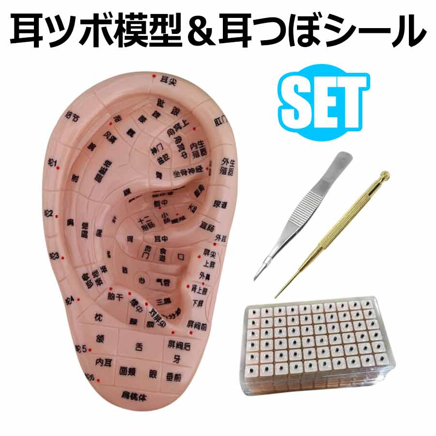 楽天市場】耳ツボ 模型 立体模型 耳ツボ模型 耳つぼシール(600個) 17cm