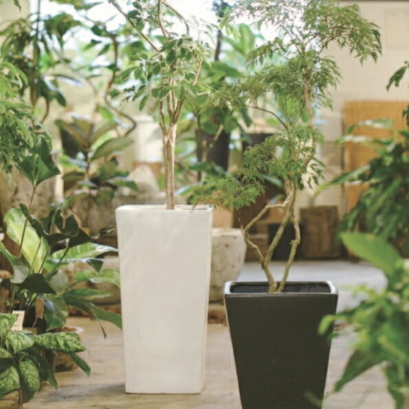 楽天市場】植木鉢 おしゃれ 陶器鉢 トールスクエア(2色)＜ 8号 10号