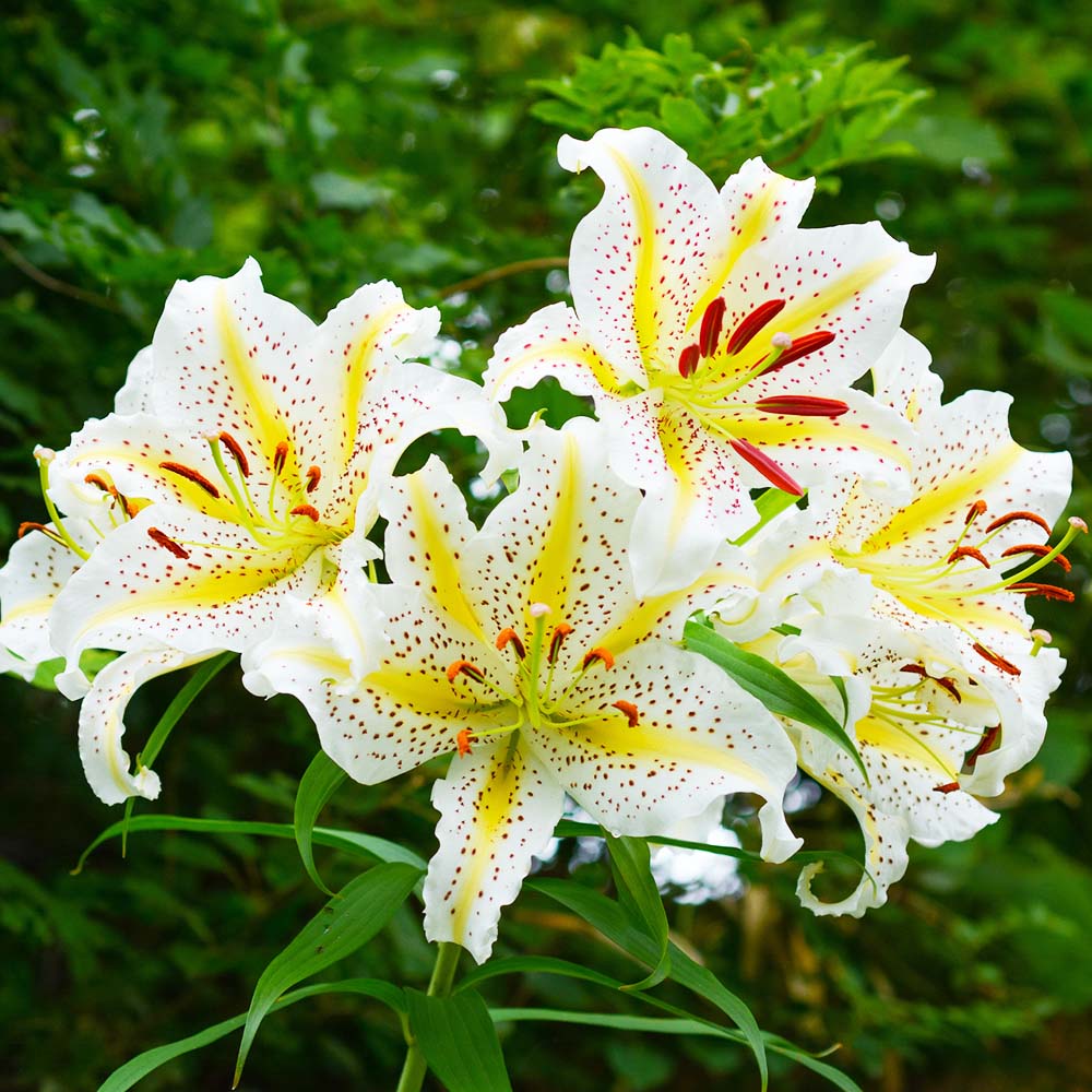 楽天市場】球根 ユリ 『 ヤマユリ 開花球 5球 』 ポットに仮植えした