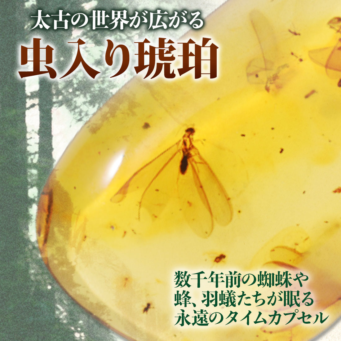 楽天市場】＼最大30％OFFクーポン／化石 虫入り琥珀 ネックレス 羽蟻