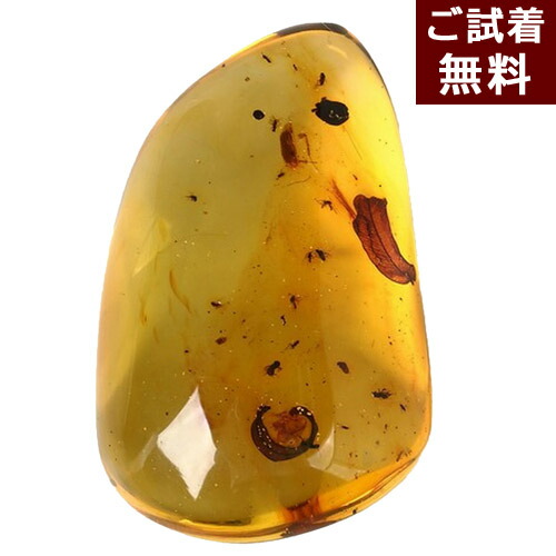 楽天市場】化石 虫入り琥珀原石 コーパル 木の葉 植物 秋 蜂 蚊 ブヨ