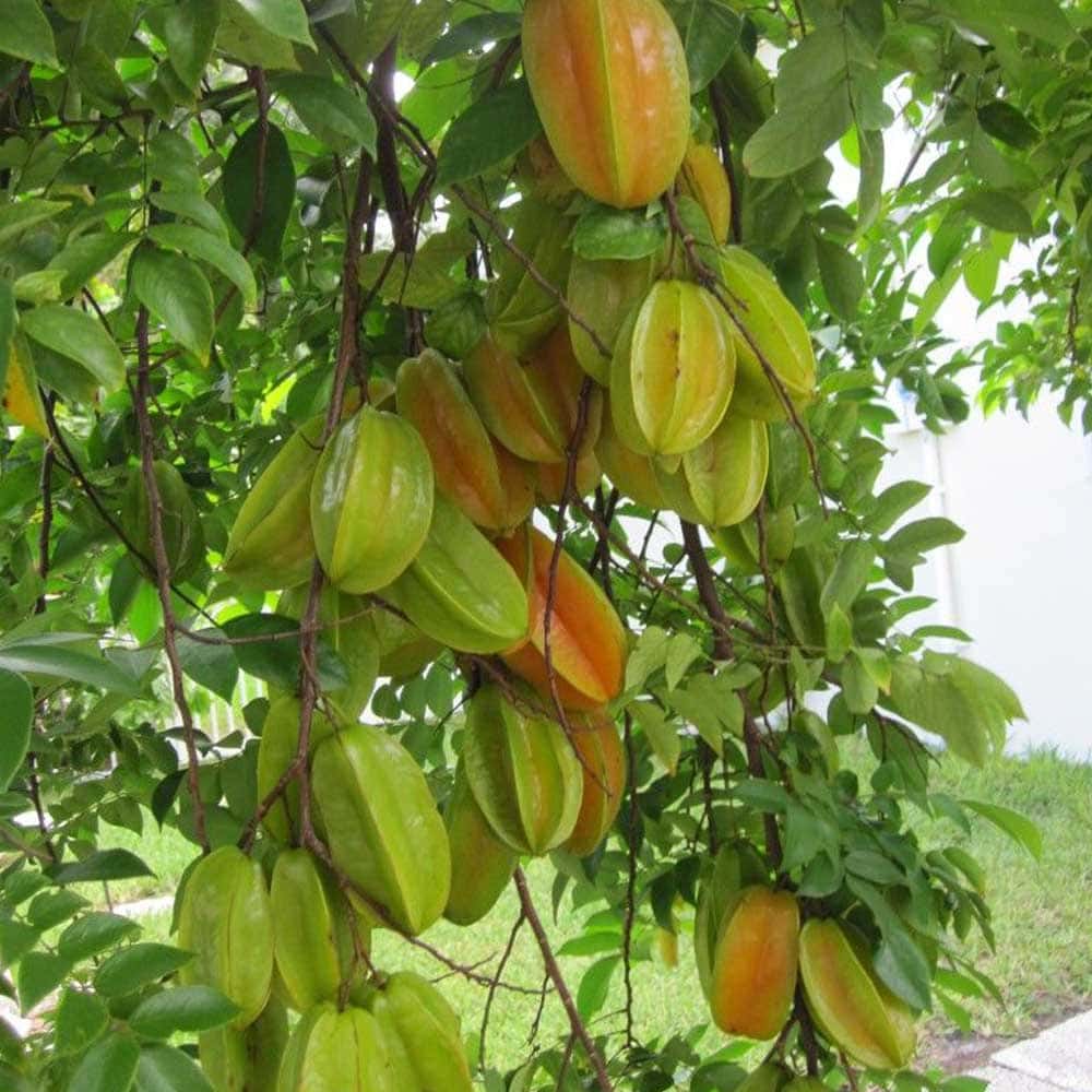 楽天市場】【送料無料】スターフルーツの苗木 果樹苗 1年生接木苗 21cm