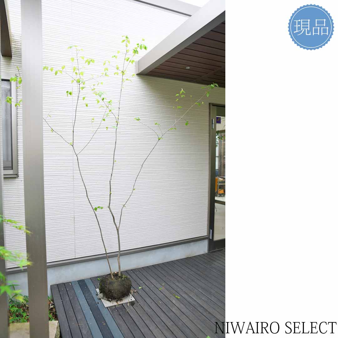 楽天市場】【現品】【ツリバナ】 ニシキギ科 株立ち 自然風樹形 樹高H