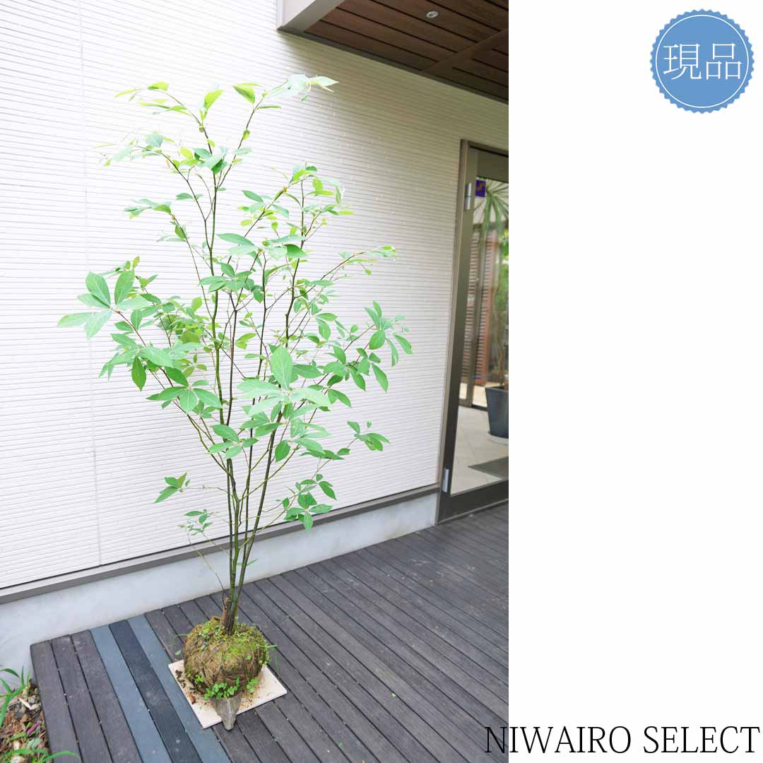 楽天市場】【クロモジ】 黒文字 株立ち 自然樹形 樹高H≒165 × 枝張W