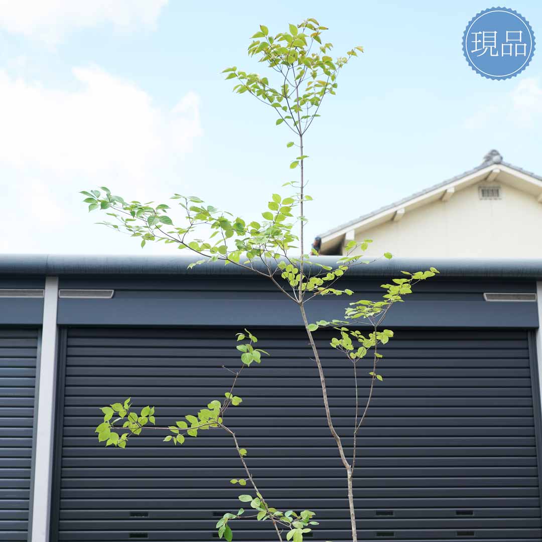 楽天市場】【現品】山採り【ヤマボウシ】山法師 株立ち 自然風樹形