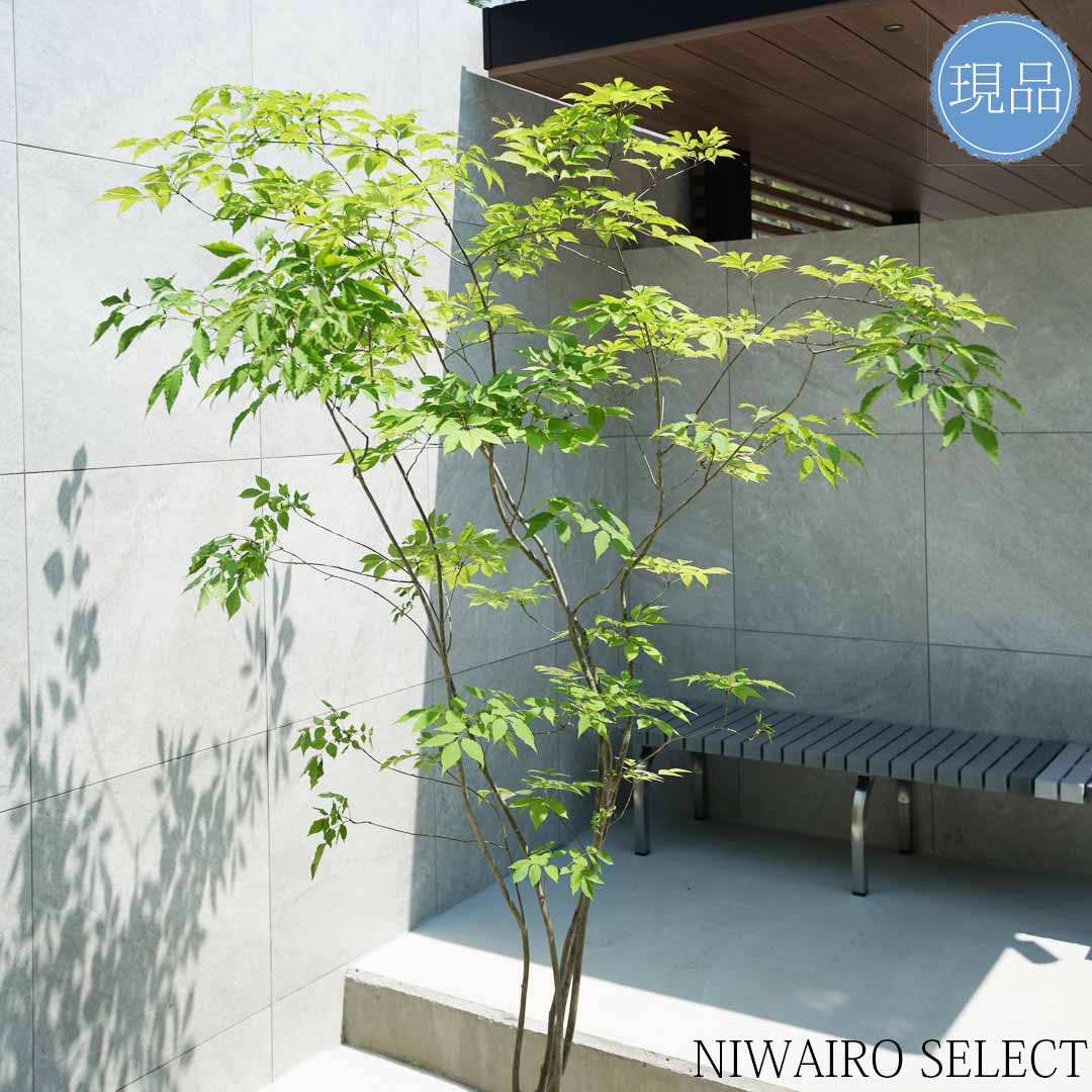 楽天市場】【現品】山採り【アオダモ】株立ち 自然風樹形