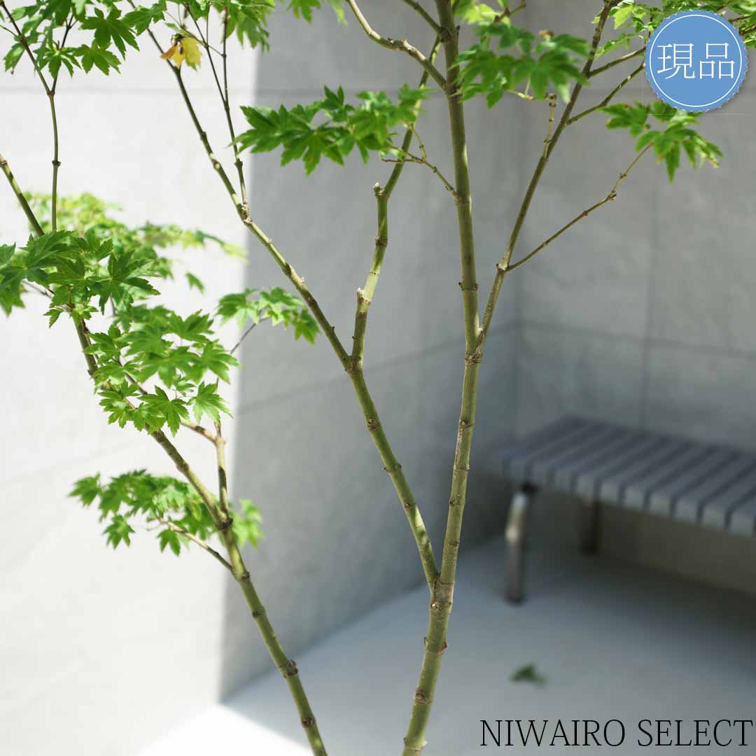 楽天市場】【現品】山採り【コハウチワカエデ】小羽団扇楓 自然風樹形