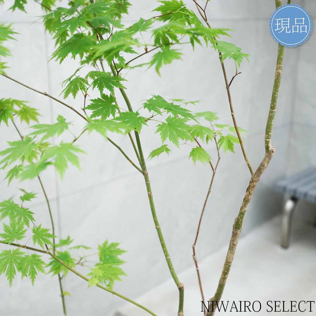 楽天市場】【現品】山採り【ヒナウチワカエデ】雛団扇楓 株立ち 自然風