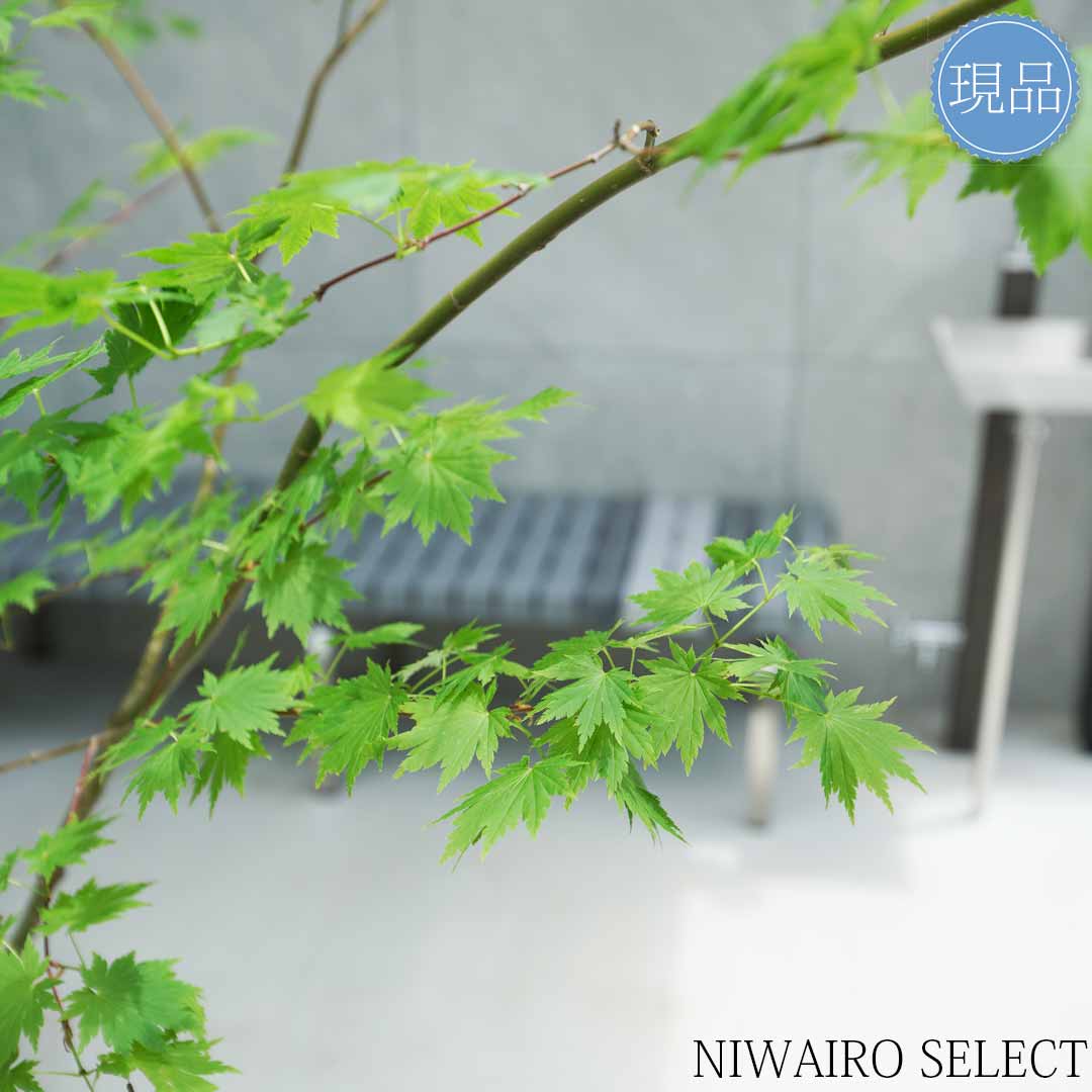 楽天市場】【現品】山採り【ヒナウチワカエデ】雛団扇楓 株立ち 自然風