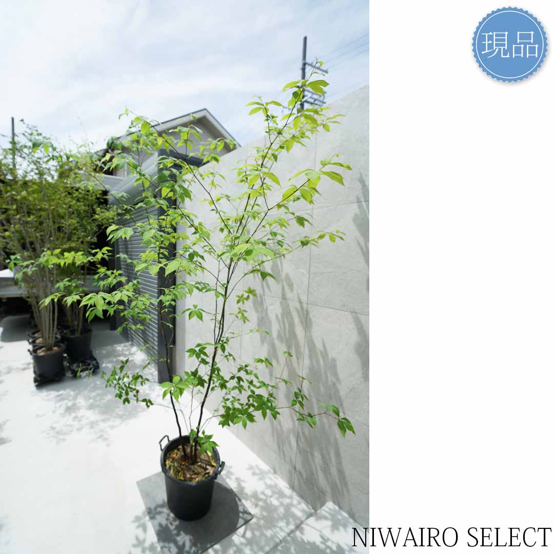 楽天市場】【現品】山採り【クロモジ】黒文字 株立ち 自然風樹形 樹高H