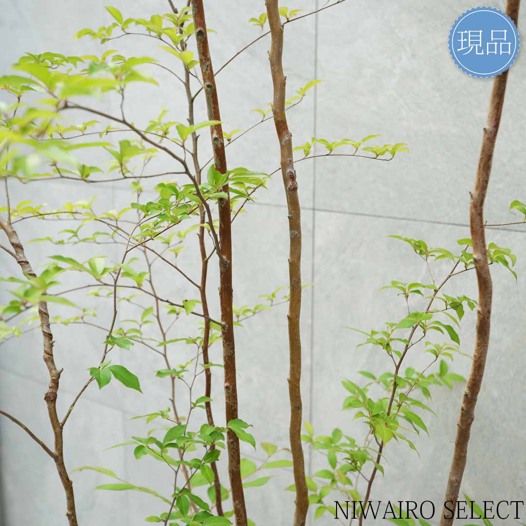 楽天市場】【現品】【ヒメシャラ】姫沙羅 株立ち 自然風樹形 樹高H