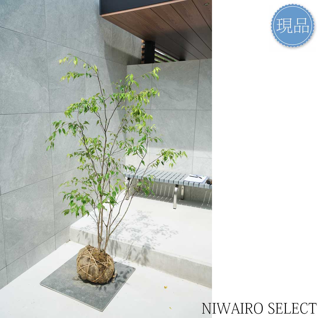 楽天市場】【現品】山採り【ハイノキ】株立ち 自然風樹形 樹高H≒155