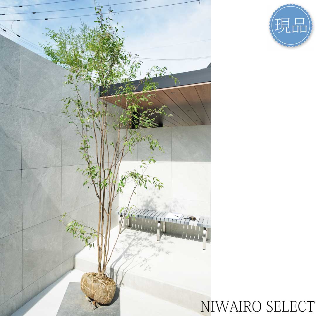 楽天市場】【現品】山採り【ハイノキ】株立ち 自然風樹形 樹高H≒285