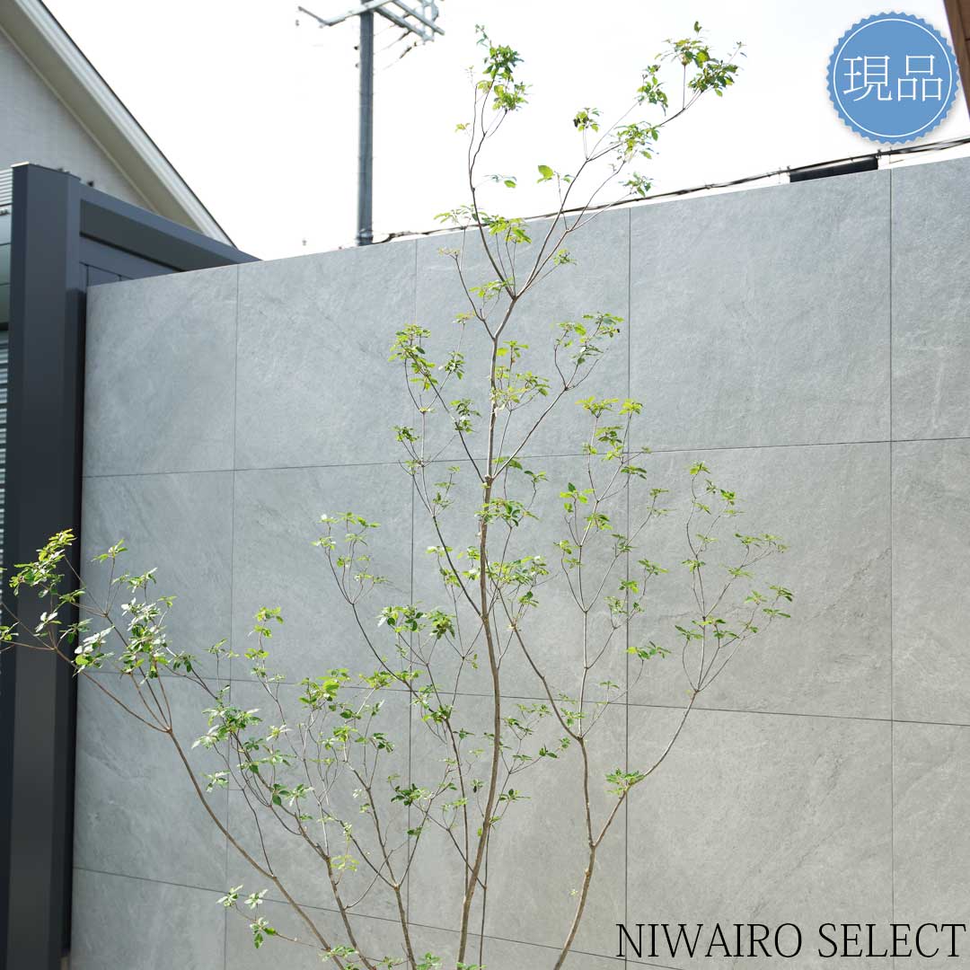 楽天市場】【現品】山採り【バイカツツジ】バイカドウダンツツジ 梅花