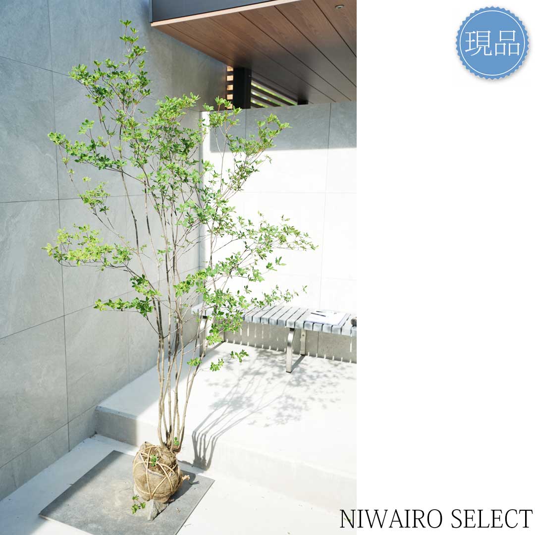 楽天市場】【現品】山採り【アブラツツジ】アブラドウダンツツジ 油