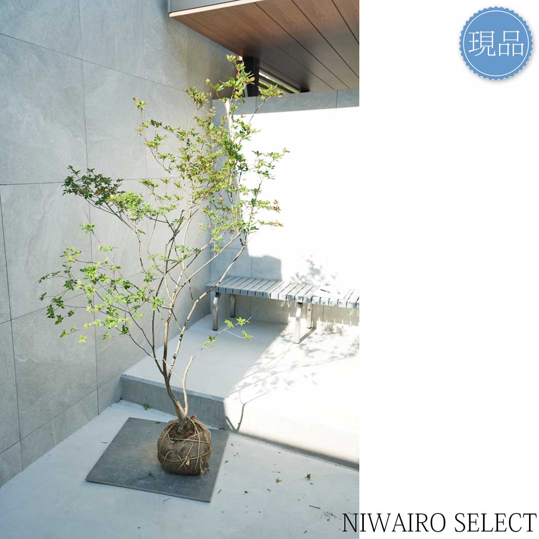 楽天市場】【現品】山採り【アブラツツジ】アブラドウダンツツジ 油