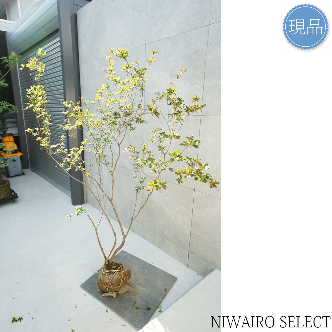 楽天市場】【現品】山採り【アブラツツジ】アブラドウダンツツジ 油