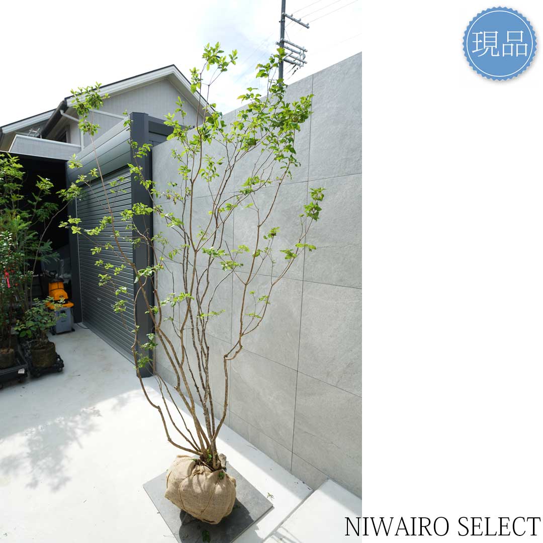 楽天市場】【現品】山採り【ナツハゼ】夏櫨 本株立ち 自然風樹形 樹高H