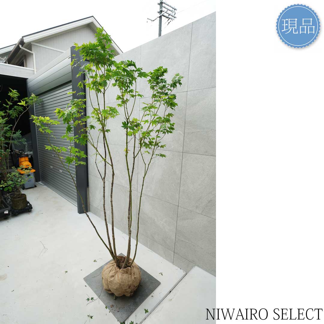 楽天市場】【現品】山採り【オオモミジ】紅葉 本株立ち 自然風樹形