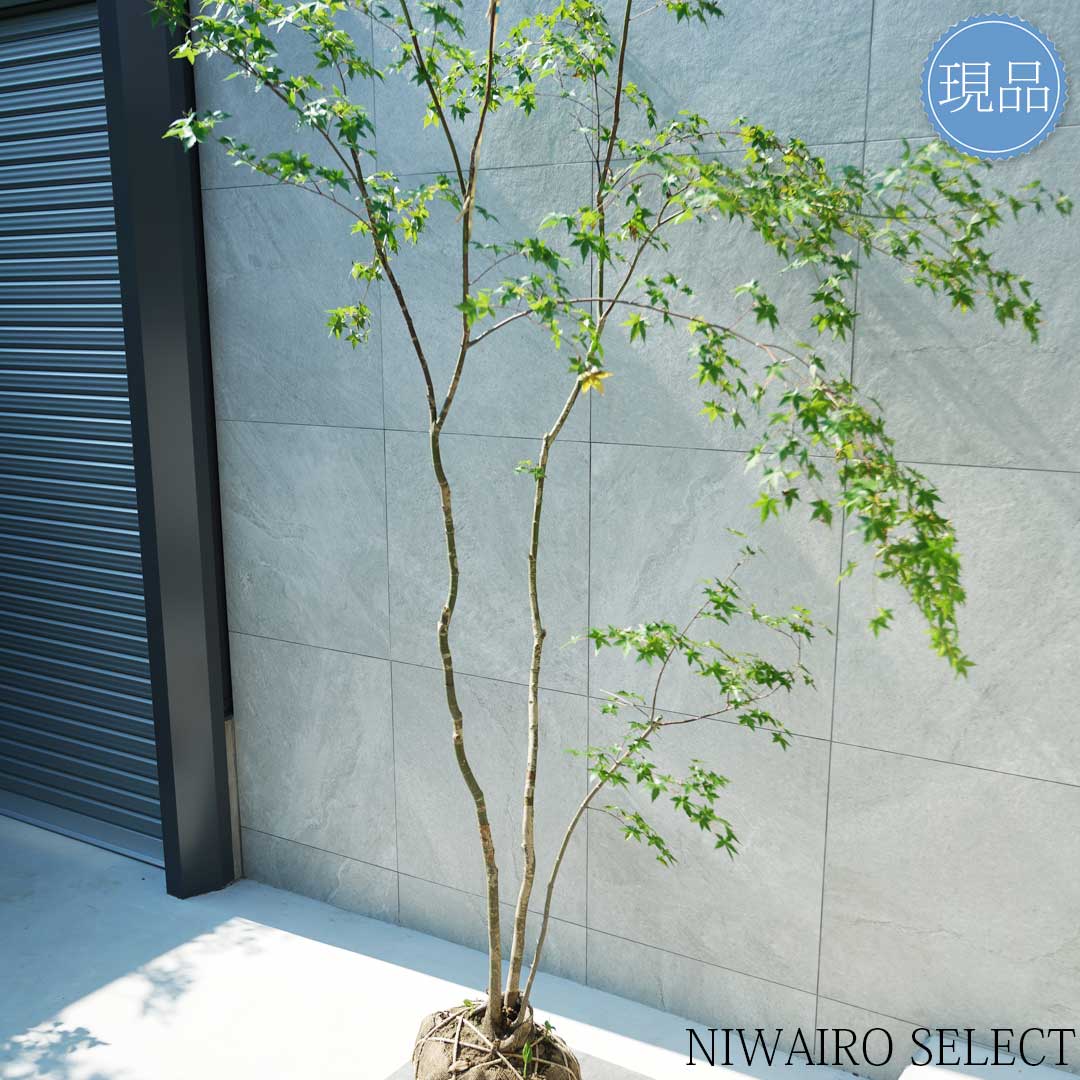 楽天市場】【現品】山採り【イロハモミジ】紅葉 株立ち 自然風樹形