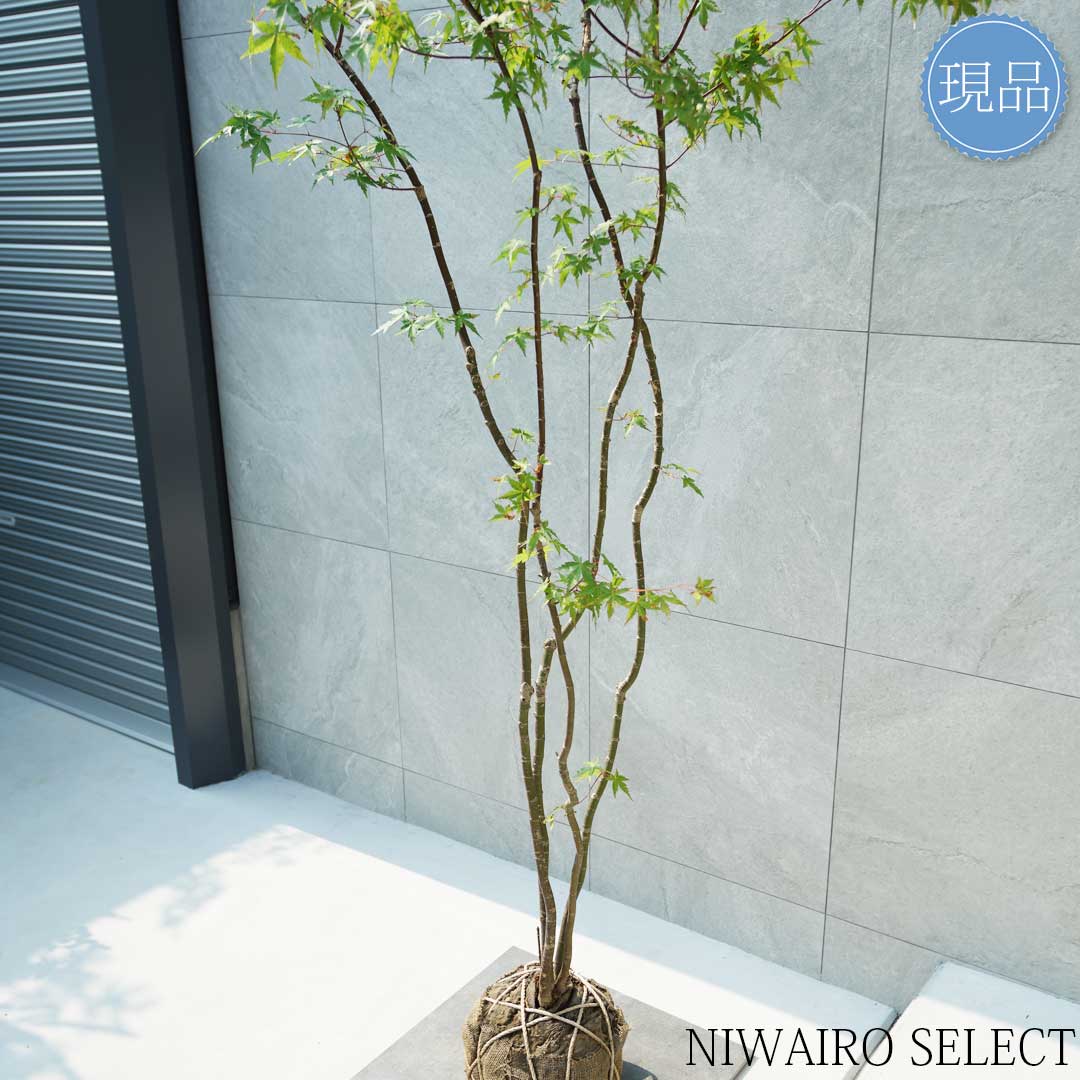 楽天市場】【現品】山採り【イロハモミジ】紅葉 株立ち 自然風樹形