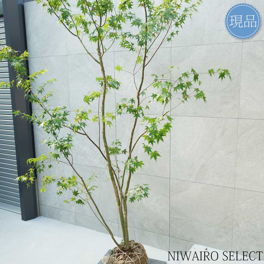 楽天市場】【現品】山採り【イロハモミジ】紅葉 株立ち 自然風樹形