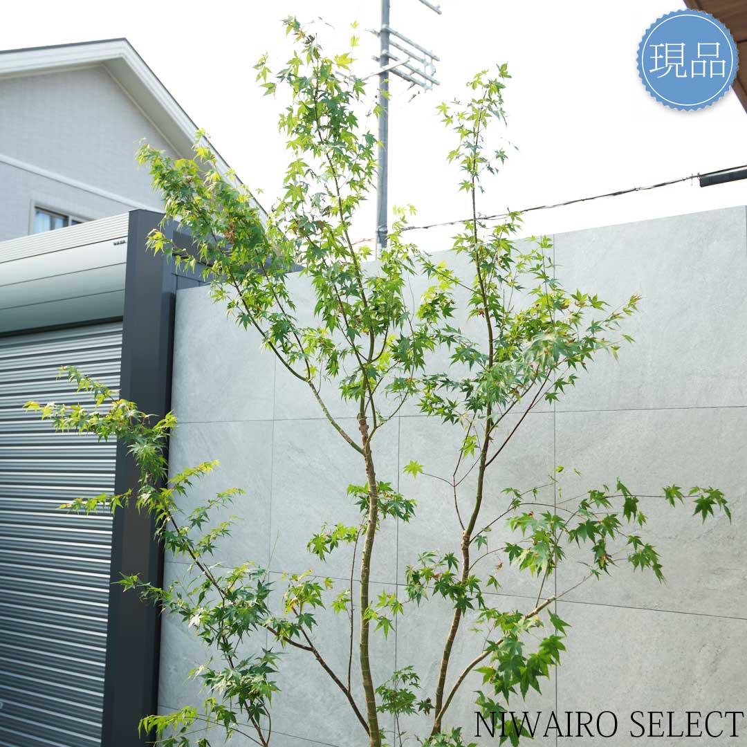 楽天市場】【現品】山採り【イロハモミジ】紅葉 株立ち 自然風樹形